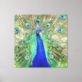 Indian Blue Peacock Leinwanddruck (Vorderseite)