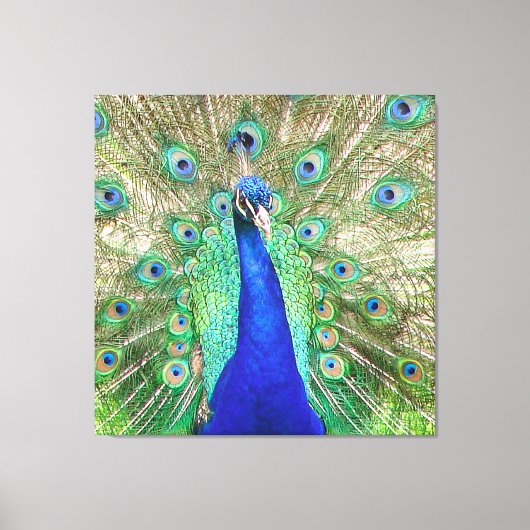 Indian Blue Peacock Leinwanddruck (Vorderseite)