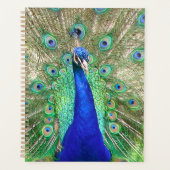 Indian Blue Peacock Planer (Vorderseite)