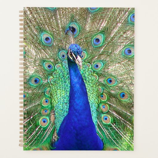 Indian Blue Peacock Planer (Vorderseite)