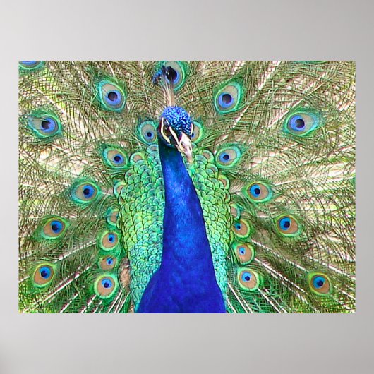 Indian Blue Peacock Poster (Vorne)