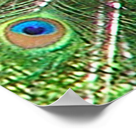 Indian Blue Peacock Poster (Ecke)