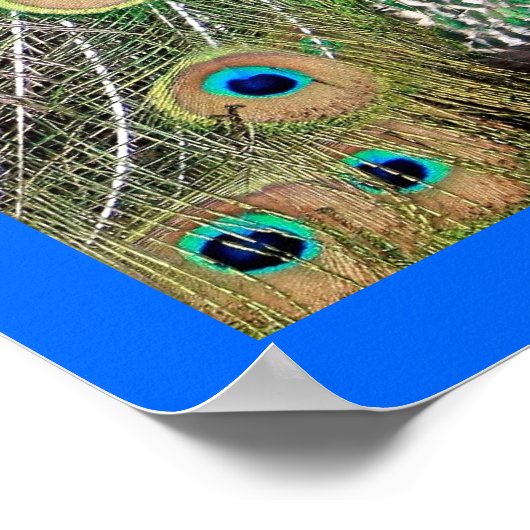 Indian Blue Peacock Poster (Ecke)