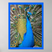 Indian Blue Peacock Poster (Vorne)