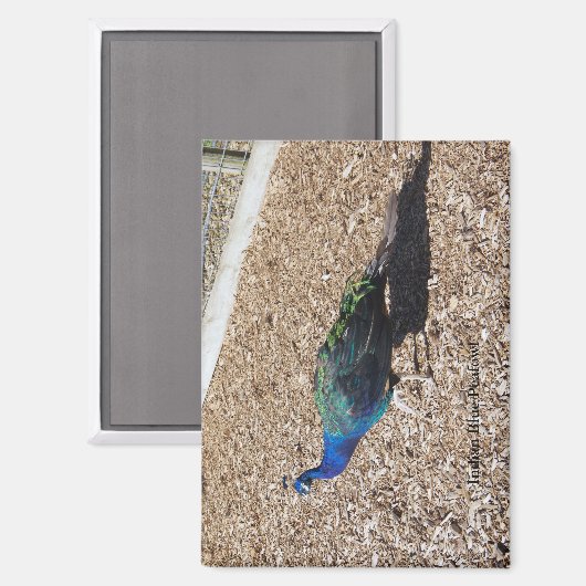 Indian Blue Peafowl magnet (Vorderseite/Rückseite)