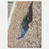 Indian Blue Peafowl magnet (Vorderseite)