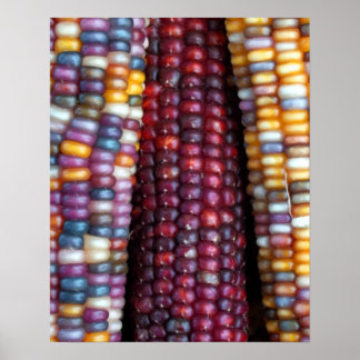 Indian Corn Print von Kim Rowlett Poster