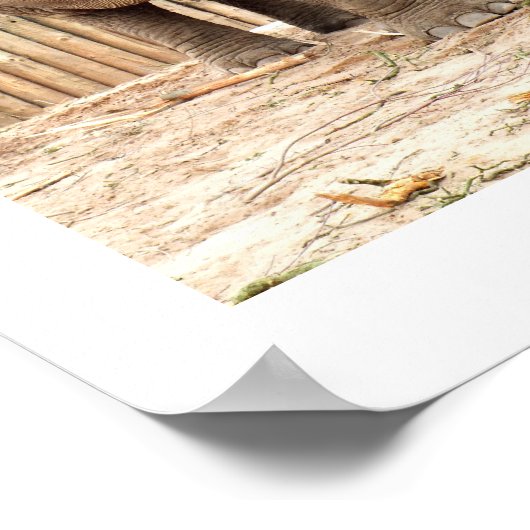 Indian Elephant Poster (Ecke)