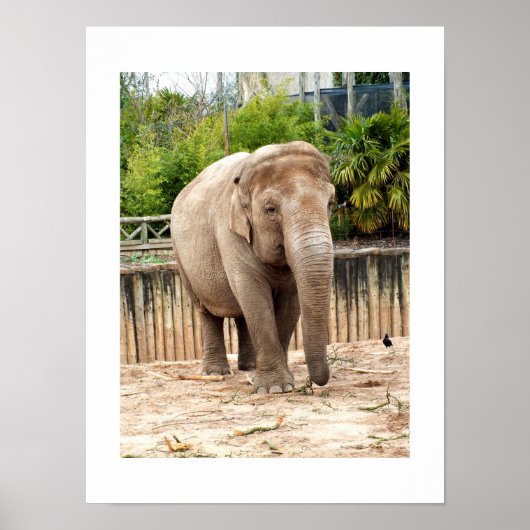 Indian Elephant Poster (Vorne)