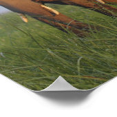 Indian Elephants in the grassland,Corbett Poster (Ecke)