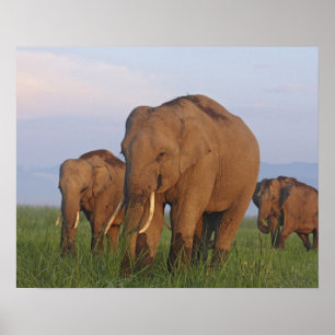Indian Elephants in the Grassland Poster