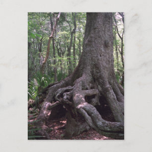 Indian Forest Artifact Custom Louisiana Postcard Postkarte