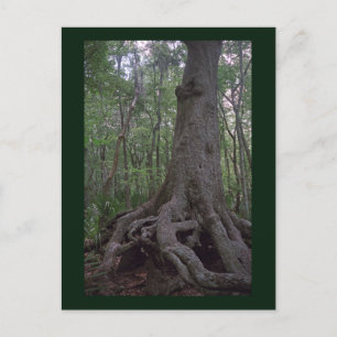 Indian Forest Artifact Custom Louisiana Postcard Postkarte