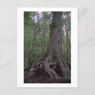 Indian Forest Artifact Custom Louisiana Postcard Postkarte