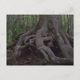 Indian Forest Artifact Custom Louisiana Postcards Postkarte
