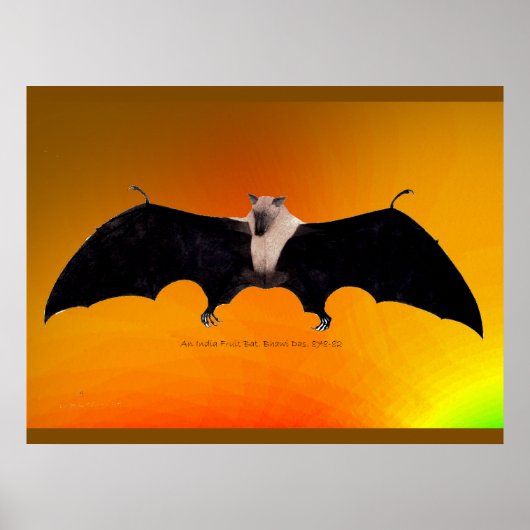 Indian Fruit Bat Poster (Vorne)
