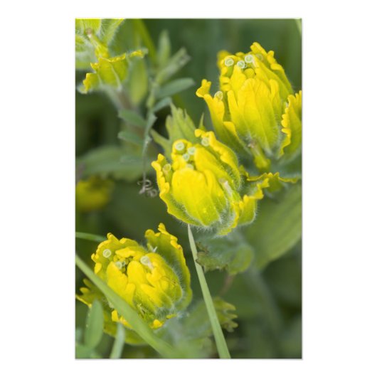 Indian Golden Paintbrush Castilleja Fotodruck (Vorne)