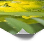 Indian Golden Paintbrush Castilleja Poster (Ecke)