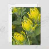 Indian Golden Paintbrush Castilleja Postkarte (Vorne/Hinten)