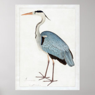 Indian Gray Heron (1780-1782) von Ram Das Poster
