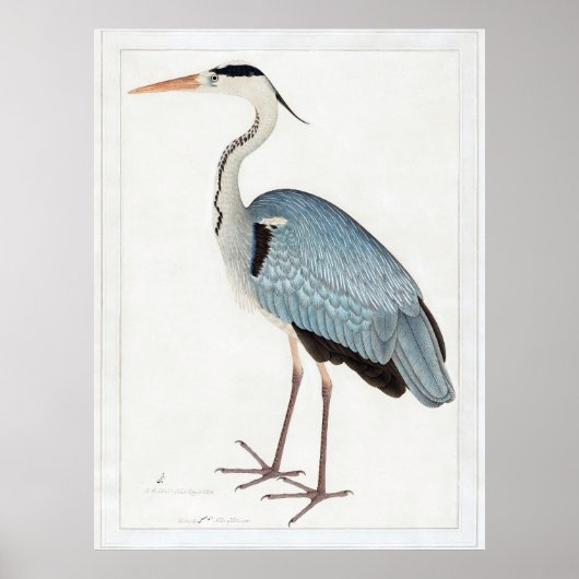 Indian Gray Heron (1780-1782) von Ram Das Poster (Vorne)