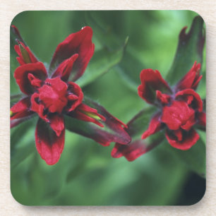 Indian Paintbrush, Banff NP, Alberta, Kanada 2 Getränkeuntersetzer