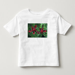 Indian Paintbrush, Banff NP, Alberta, Kanada 2 Kleinkind T-shirt