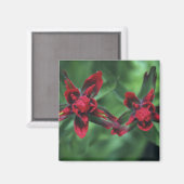 Indian Paintbrush, Banff NP, Alberta, Kanada 2 Magnet (Vorderseite/Rückseite)