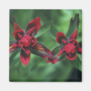 Indian Paintbrush, Banff NP, Alberta, Kanada 2 Magnet
