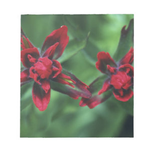 Indian Paintbrush, Banff NP, Alberta, Kanada 2 Notizblock