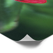 Indian Paintbrush, Banff NP, Alberta, Kanada 2 Poster (Ecke)