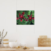 Indian Paintbrush, Banff NP, Alberta, Kanada 2 Poster (Küche)