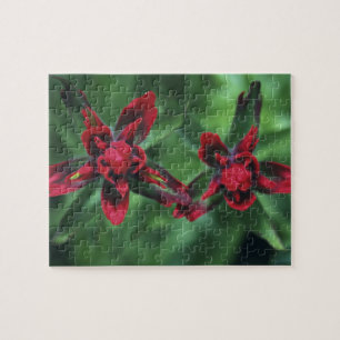 Indian Paintbrush, Banff NP, Alberta, Kanada 2 Puzzle