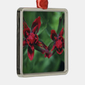 Indian Paintbrush, Banff NP, Alberta, Kanada 2 Silbernes Ornament (Rechts)
