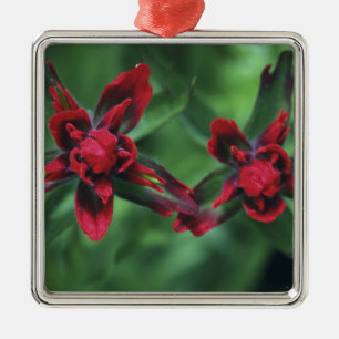 Indian Paintbrush, Banff NP, Alberta, Kanada 2 Silbernes Ornament
