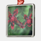 Indian Paintbrush, Banff NP, Alberta, Kanada 2 Silbernes Ornament (Links)