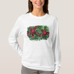 Indian Paintbrush, Banff NP, Alberta, Kanada 2 T-Shirt