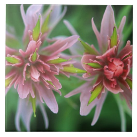 Indian Paintbrush, Banff NP, Alberta, Kanada Fliese (Vorderseite)
