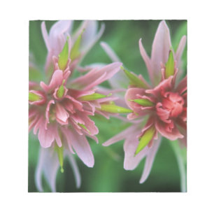 Indian Paintbrush, Banff NP, Alberta, Kanada Notizblock
