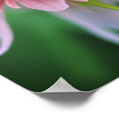 Indian Paintbrush, Banff NP, Alberta, Kanada Poster (Ecke)