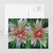 Indian Paintbrush, Banff NP, Alberta, Kanada Postkarte (Vorne/Hinten)
