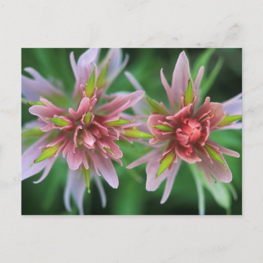 Indian Paintbrush, Banff NP, Alberta, Kanada Postkarte (Vorderseite)