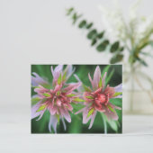 Indian Paintbrush, Banff NP, Alberta, Kanada Postkarte (Stehend Vorderseite)