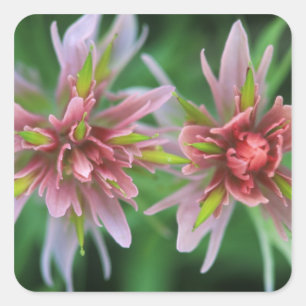 Indian Paintbrush, Banff NP, Alberta, Kanada Quadratischer Aufkleber