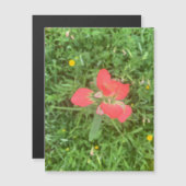 Indian Paintbrush Bloom Magnet (Vorne/Hinten)