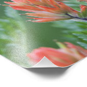 Indian Paintbrush, Castilleja miniata, Ouray, Fotodruck (Ecke)