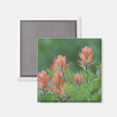 Indian Paintbrush, Castilleja miniata, Ouray, Magnet (Vorderseite/Rückseite)