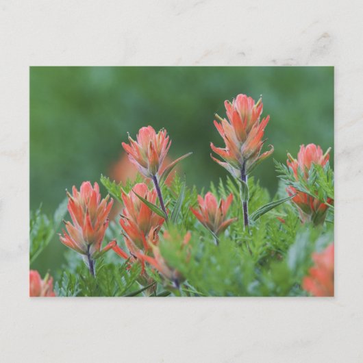 Indian Paintbrush, Castilleja miniata, Ouray, Postkarte (Vorderseite)