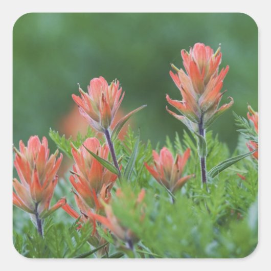 Indian Paintbrush, Castilleja miniata, Ouray, Quadratischer Aufkleber (Vorderseite)