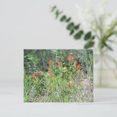 Indian Paintbrush Colorado Wilde Blume Postkarte (Stehend Vorderseite)